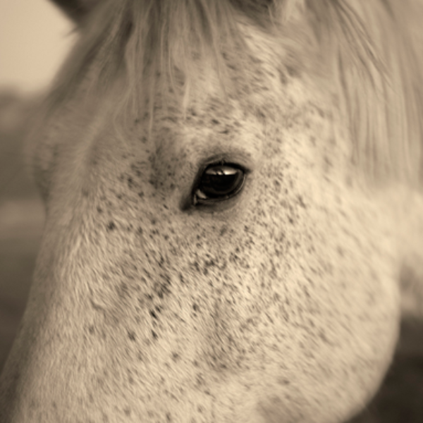 Focus Local: New Mexico – Lenny Foster – Photographer