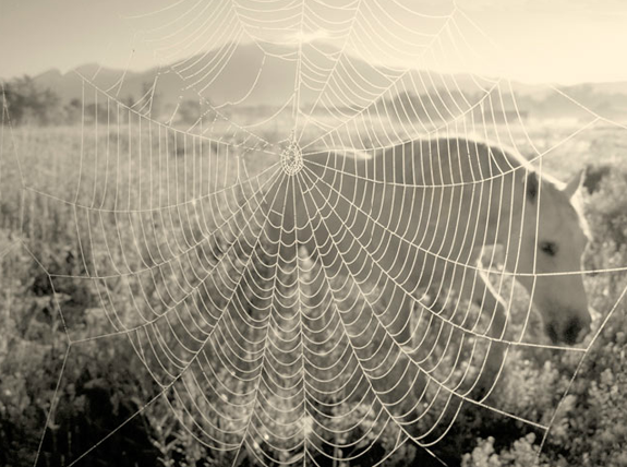 "Caught in an Early Morning Web in June" - Lenny Foster