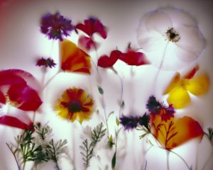 "Field Flowers" - Robert Buelteman - Walker Fine Art