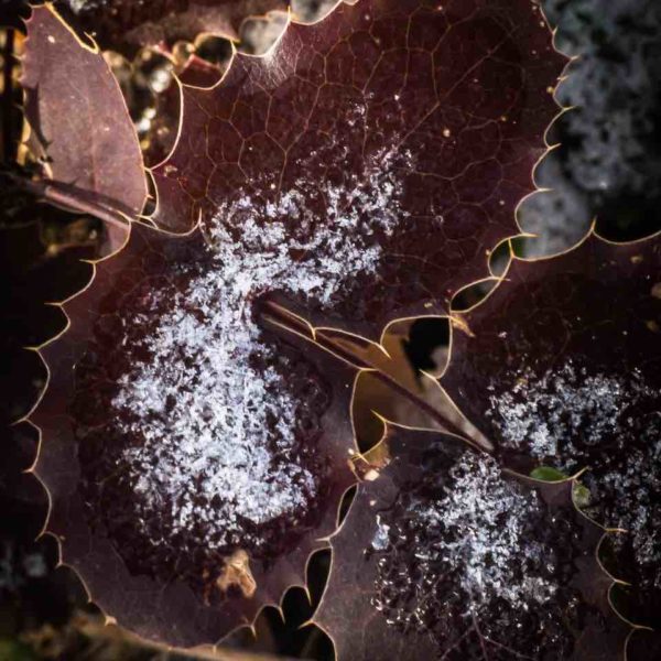 Father/Son Duo Display 40 Years of Photo Skills at Denver’s Lapis Gallery